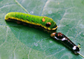 Spicebush Swallowtail Caterpillars Crossing