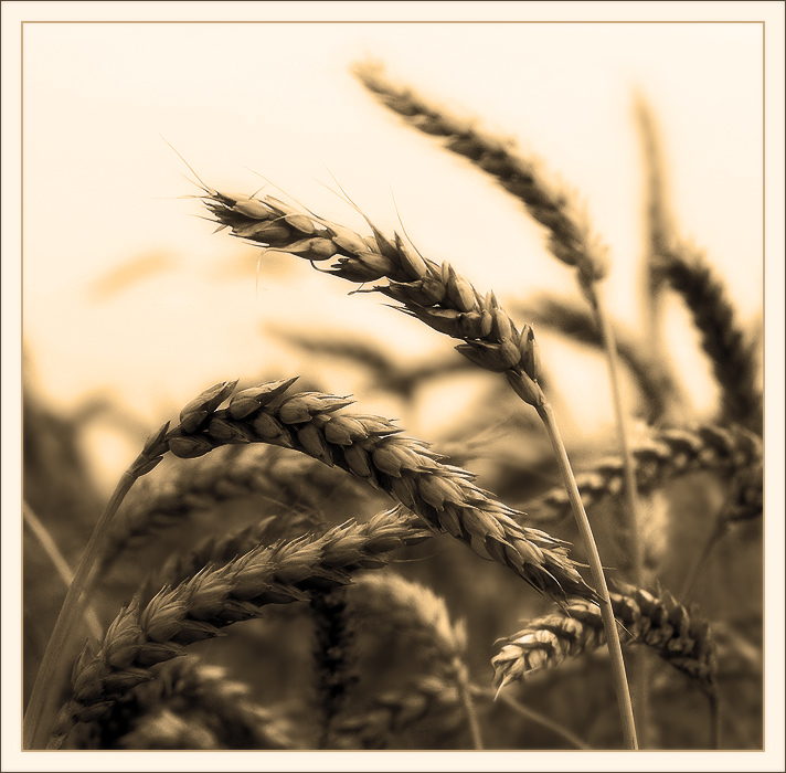 Waves of Grain