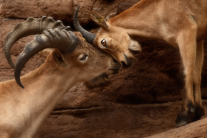 Affection