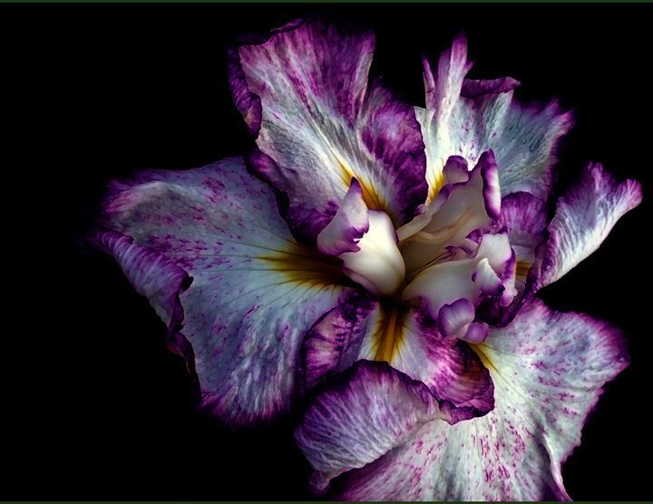 Iris