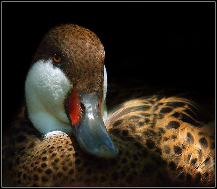 Portrait of a Pintail