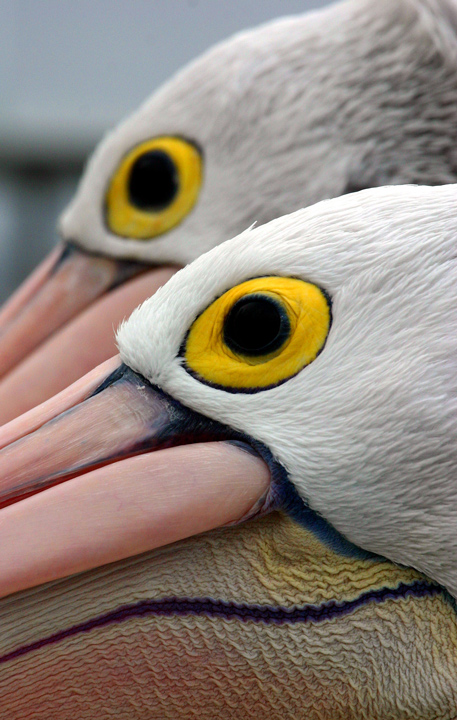 Pelican Eyes