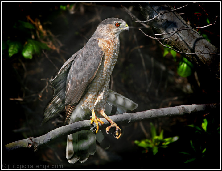 Fierce. Wild. Cooper's Hawk.