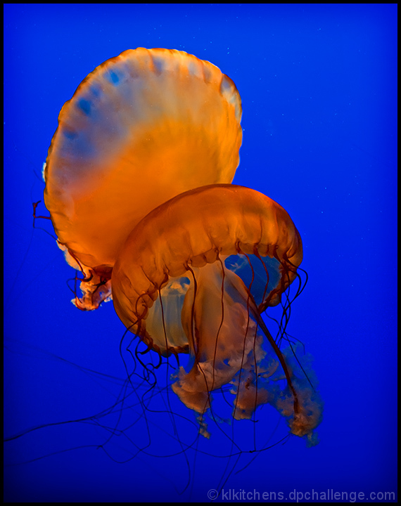 Jammin' Jellies