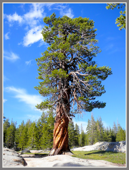 Ancient Jeffrey Pine along the John Muir Trail