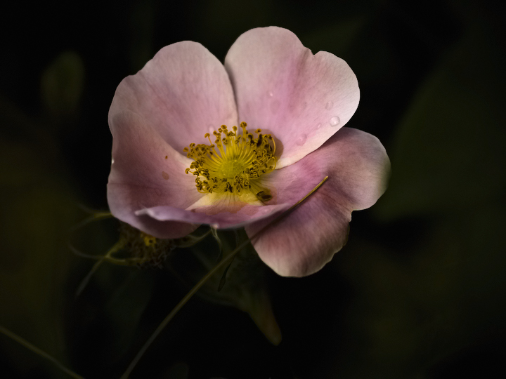 Wild Rose