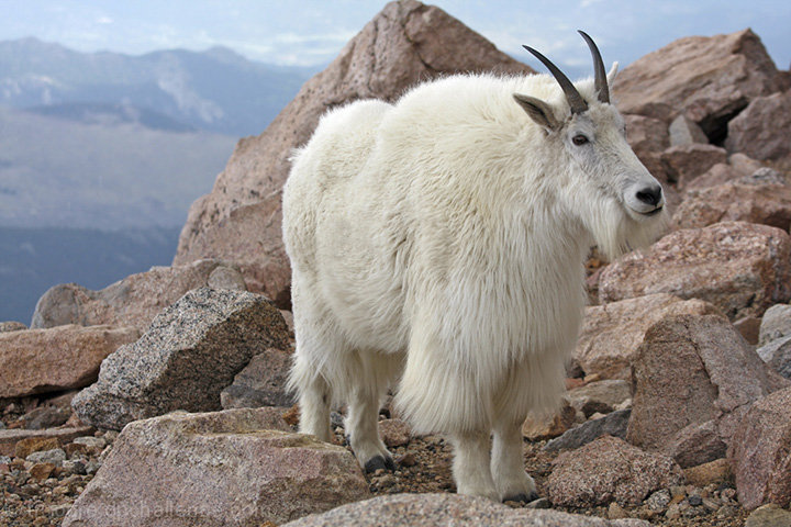 Mt. Evans Goat