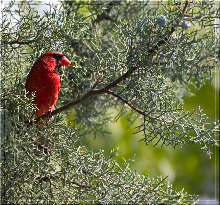 Happy June Cardinal