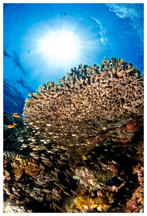 Ocean's Wonderland