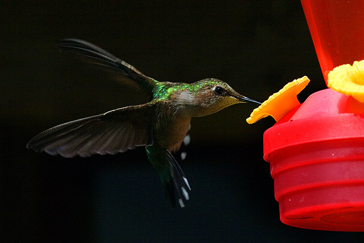 Hummer