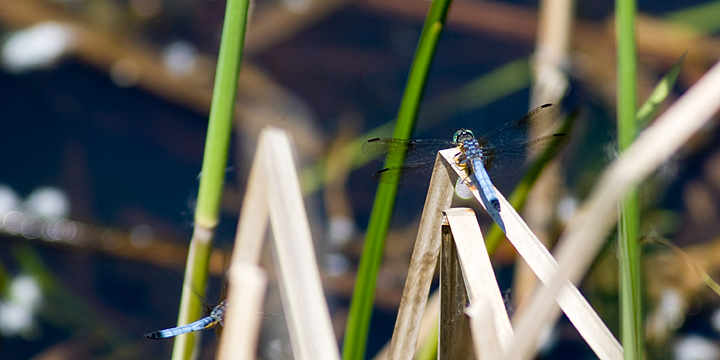 Dragonflies