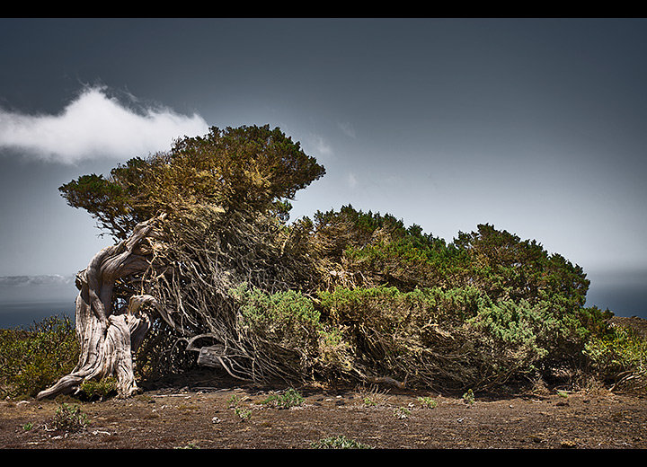 Shaped By The Wind