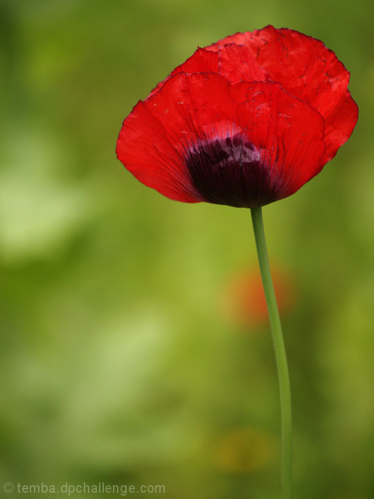 Poppy