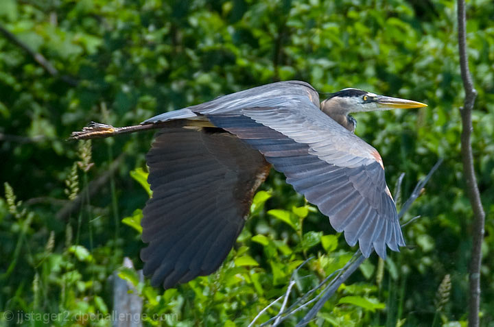 Great Blue Heron