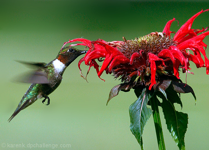 Bees Balm...not just for Bees 