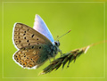 Little Butterfly