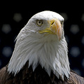 Haliaeetus leucocephalus