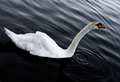 Swan Drops