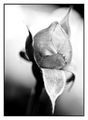 Rose bud