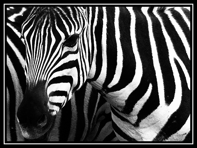 Boldly Striped
