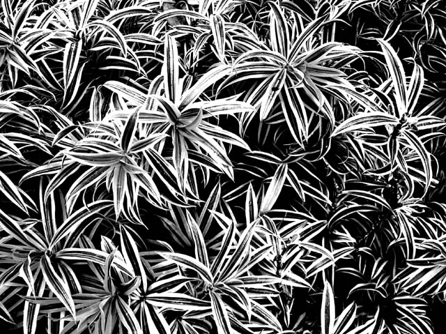 Plants