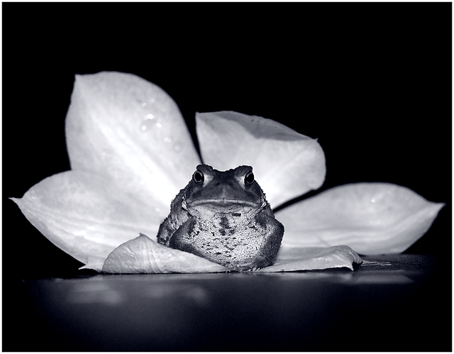 Toad on a Floral Throne