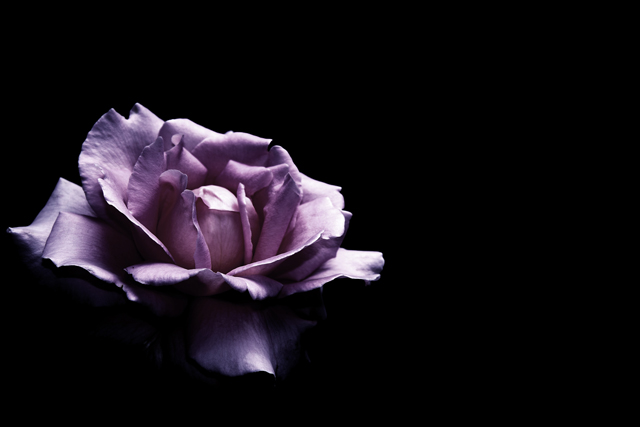 Purple Rose