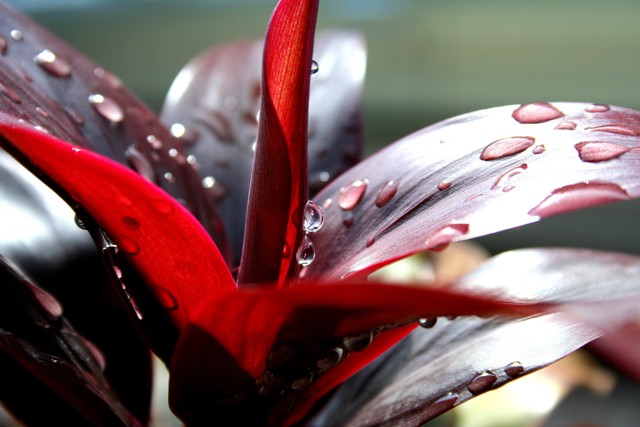 Raindrops