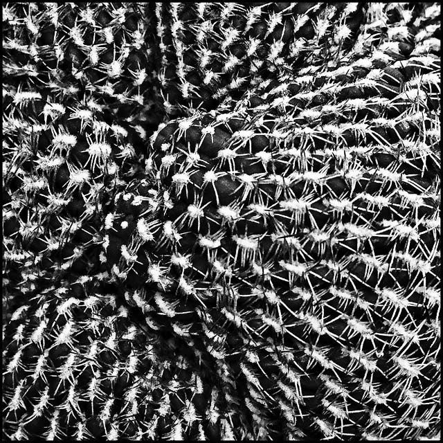 Thorny Way