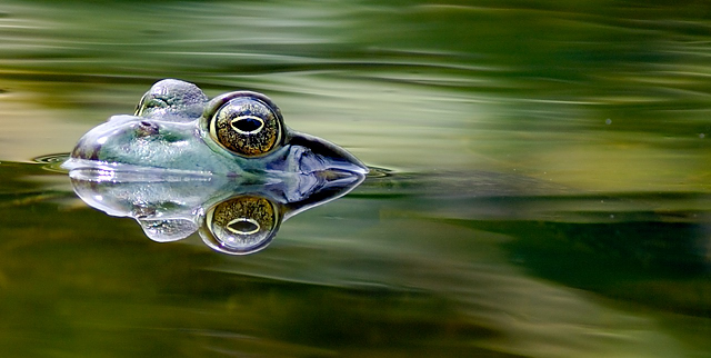 Finding the Elusive Bullfrog