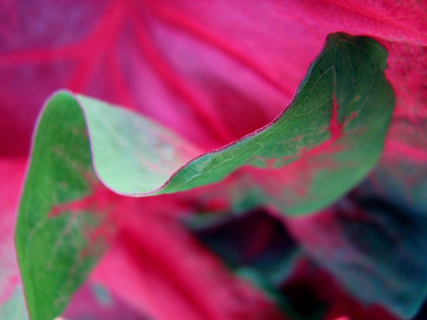 Graceful Caladium