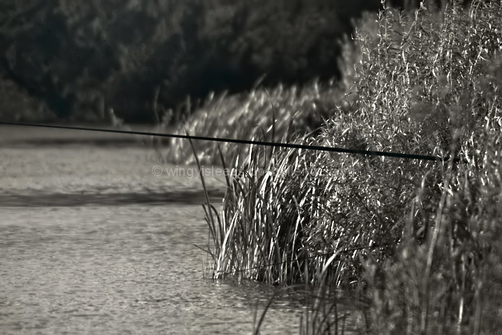 Urban Fisherman's Tranquility