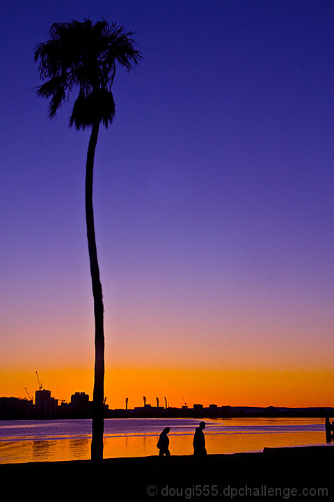 The Lone Palm