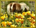A California Pasture