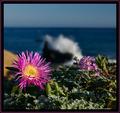 Beach Flora