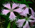 Fringed Campion ([I]Silene polypetala[/I]) - Endangered Species, Gadsden Co., Florida