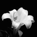 Lily of the night