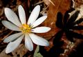 Bloodroot and Shadow