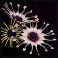 Osteospermum ecklonis / South African Flora
