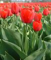 Red Tulips