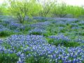 Bluebonnets and Mesquite Trees