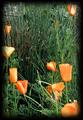 Poppies And Sedge