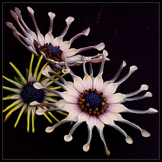 Osteospermum ecklonis / South African Flora