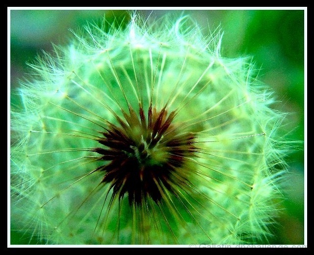 Diente de Leon-Dandelion Puffball (seedpod)