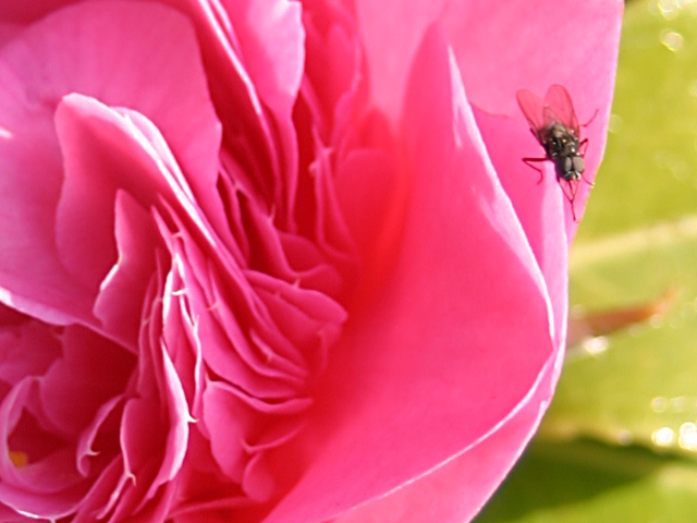 Camelia with fly