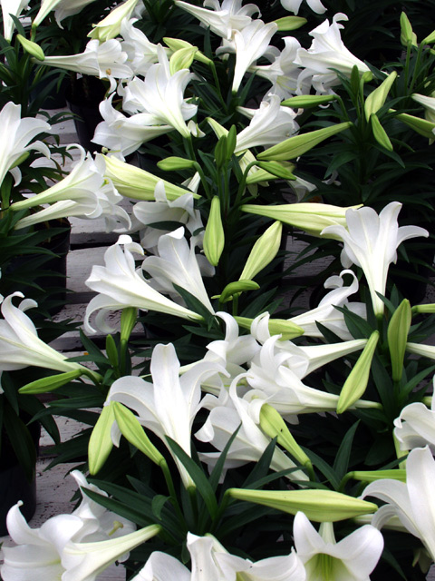 (Lilium longiflorum)