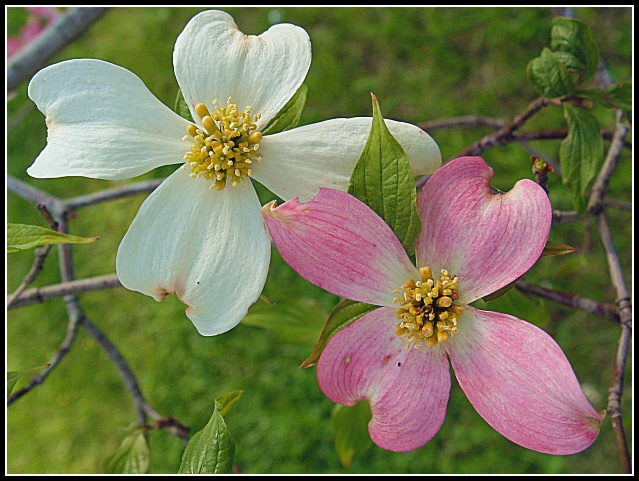 Double Dogwood