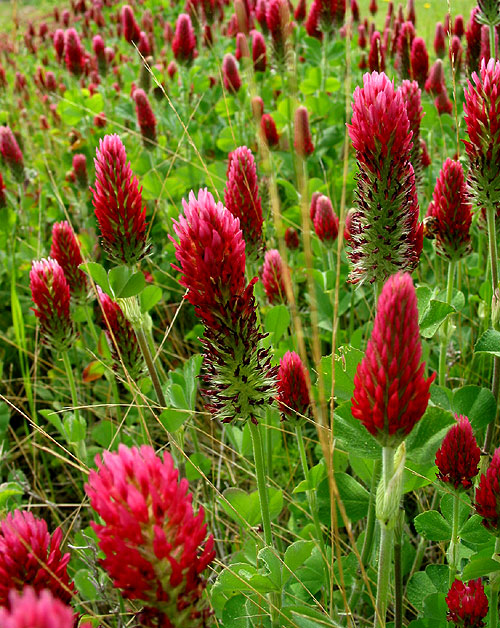 Red Clover