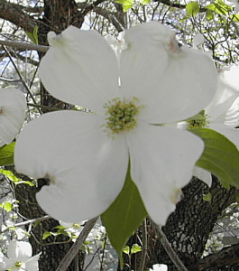 Dogwood