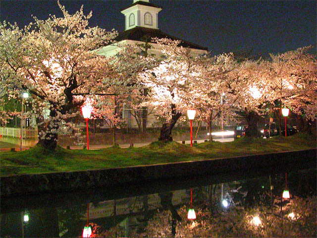 cherry blossoms illuminated at the time of festival